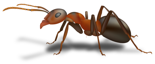 ant pest control services Sarasota, FL