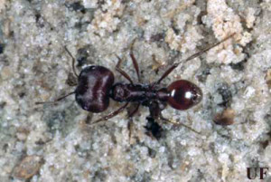 Florida Harvester Ant - Sarasota Pest Solutions