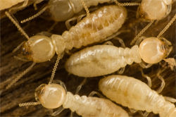 A nest of termites in need of our termite services Bradenton, FL