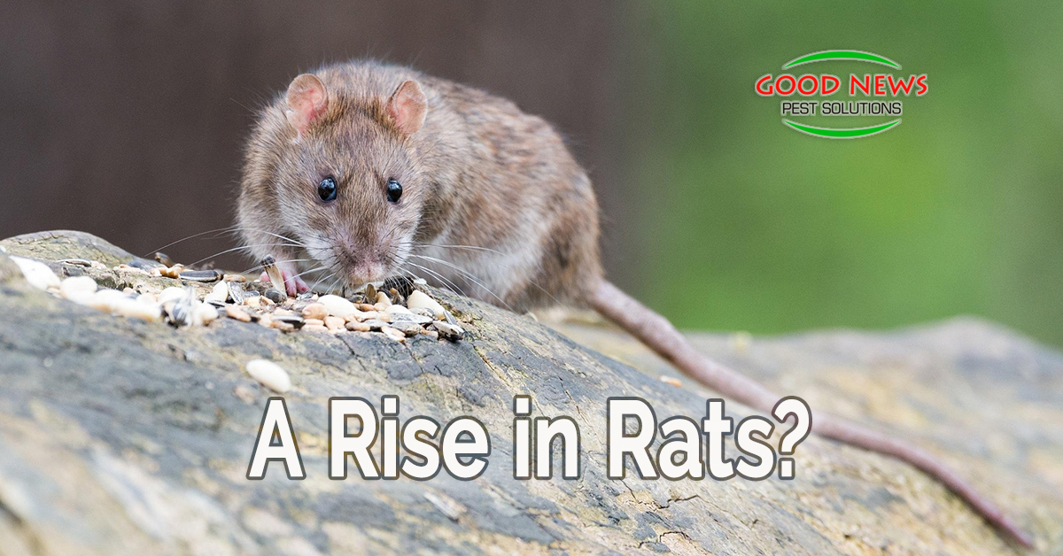 A Rise in Rats?