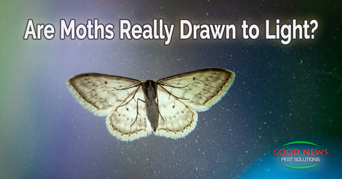 Are Moths Really Drawn to Light?