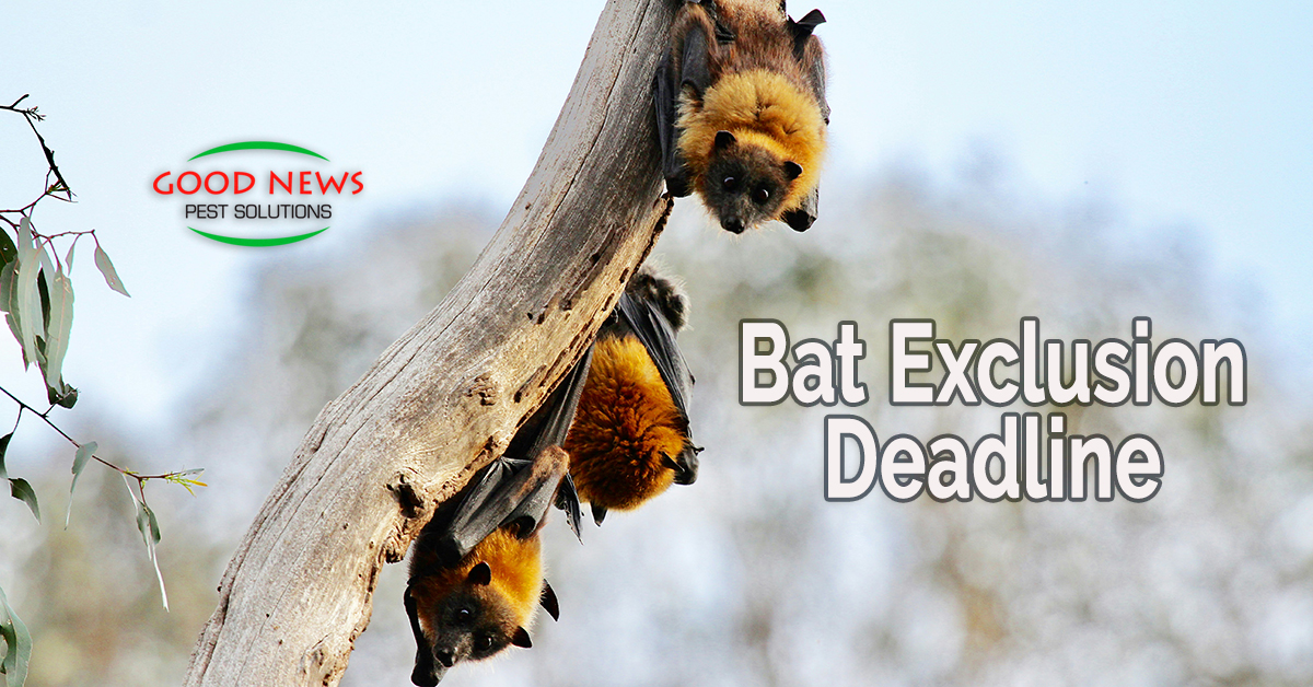 Bat Exclusion Deadline
