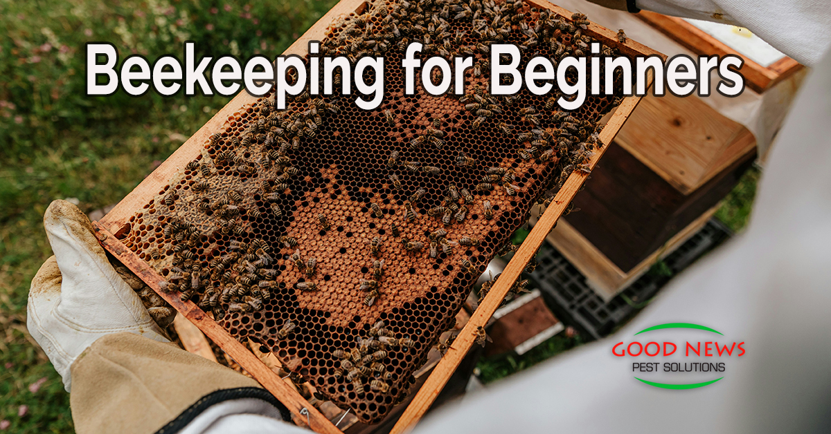 Beekeeping for Beginners