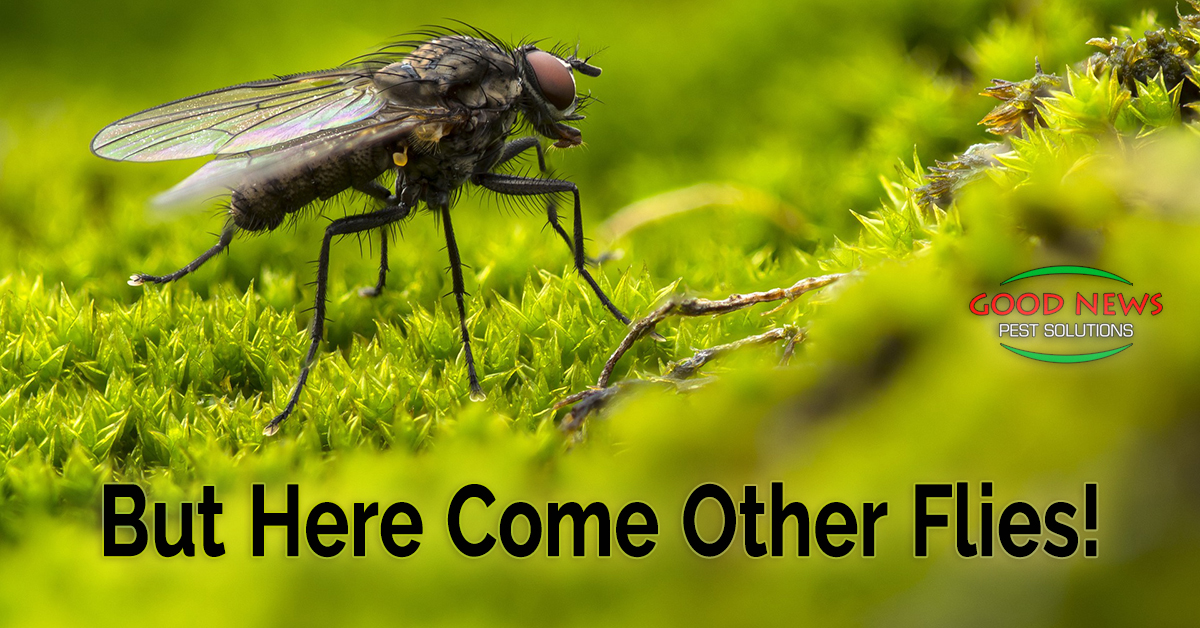 But Here Come Other Flies!