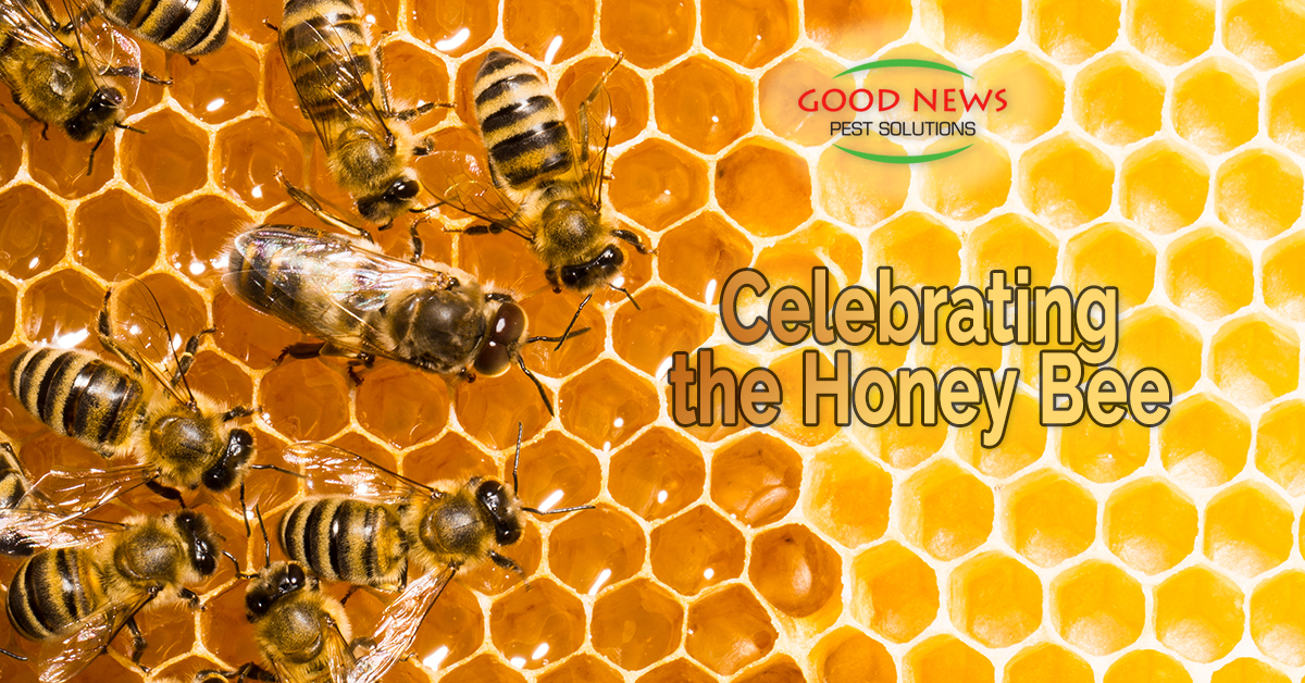 Celebrating the Honey Bee