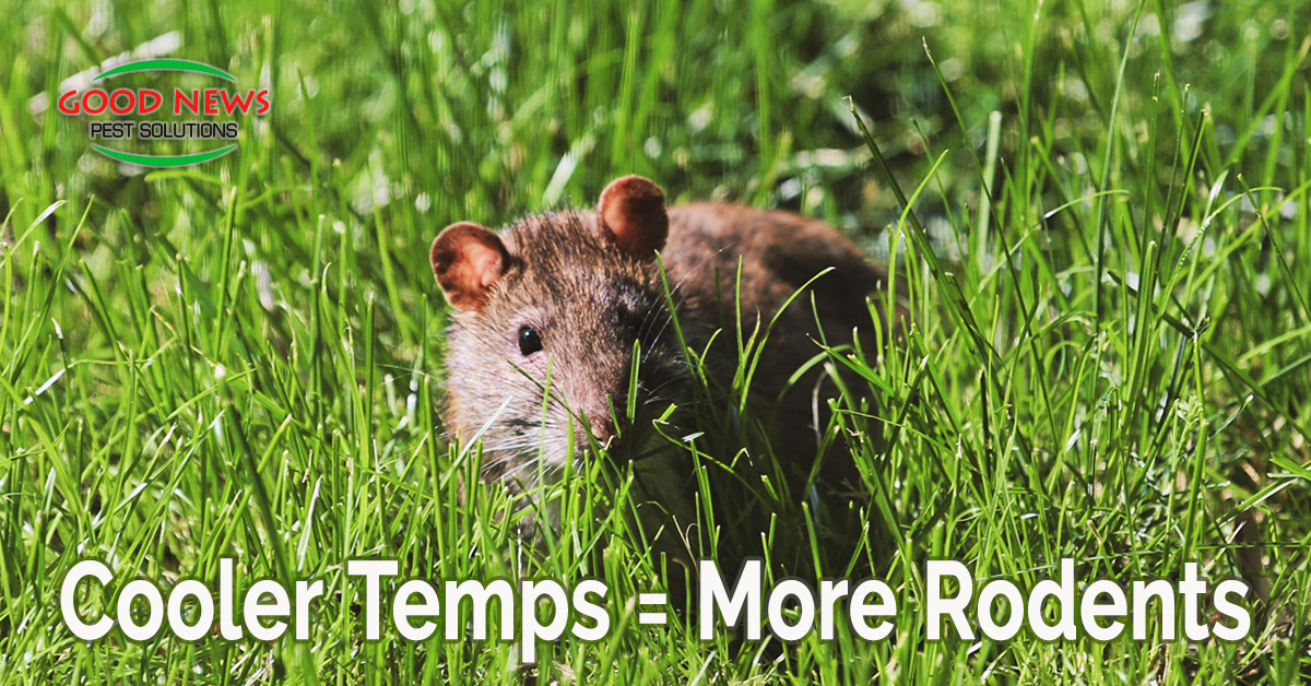 Cooler Temps = More Rodents