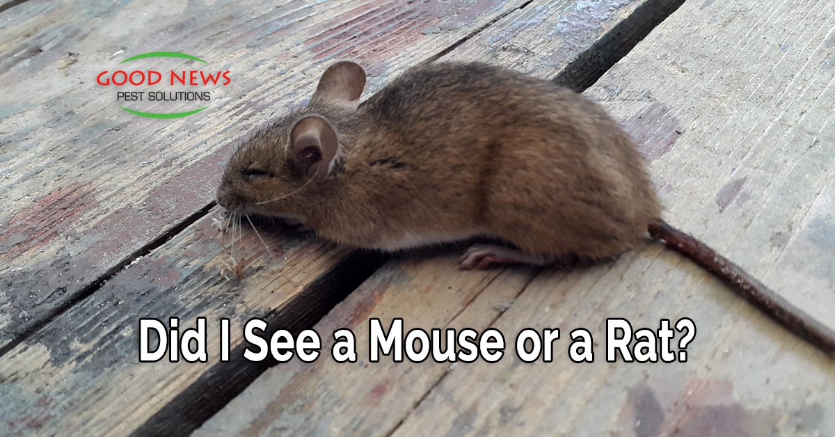 https://www.goodnewspestsolutions.com/upload/did_i_see_a_mouse_or_a_rat_fb.png