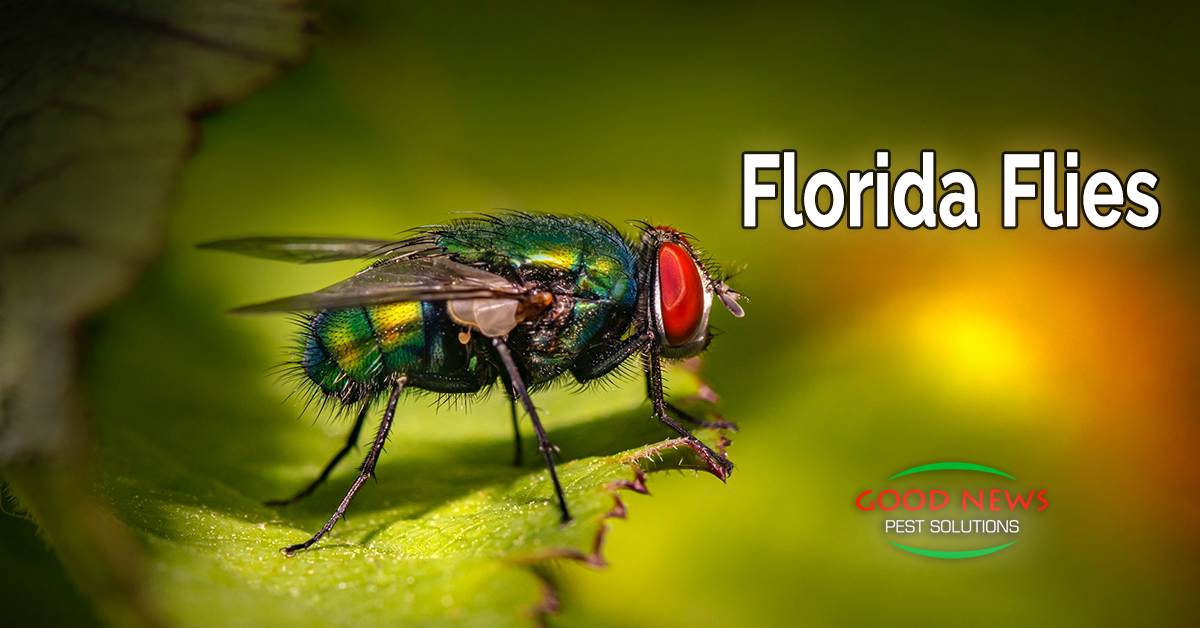 Florida Flies Part 1 Fb 