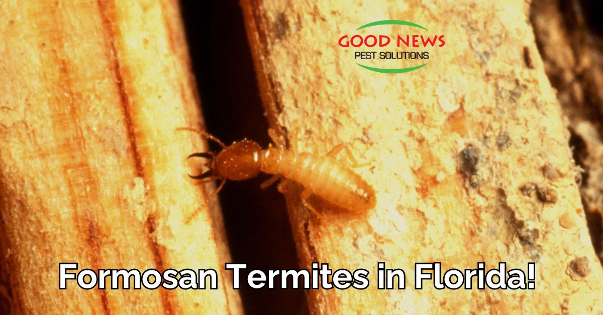 Formosan Termites in Florida!