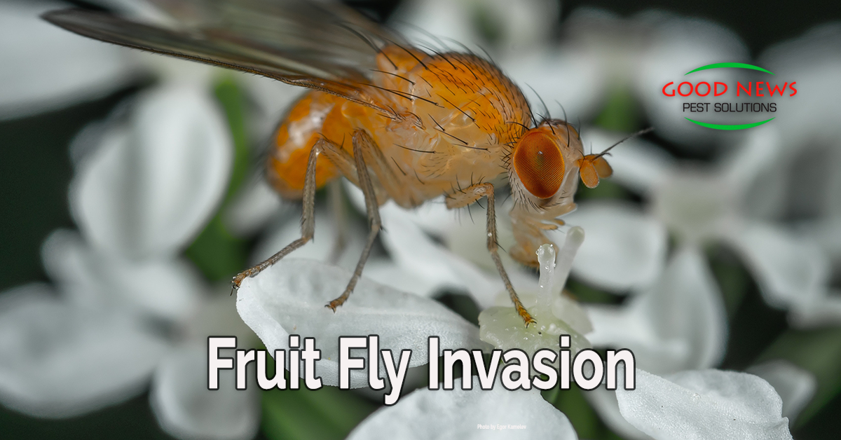 Fruit Flies Are Invading Los Angeles. The Solution? More Fruit