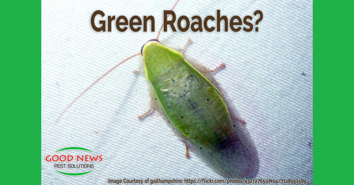 Green Roaches?