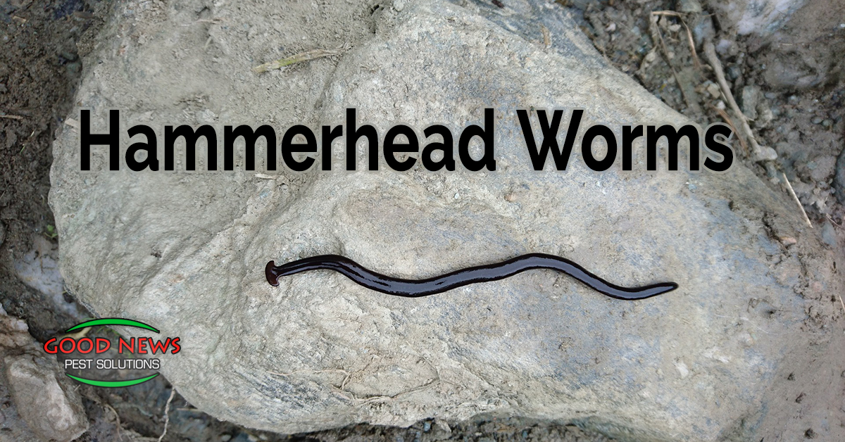 Hammerhead Worms - Pest Control in Venice, FL | Good News Pest Solutions