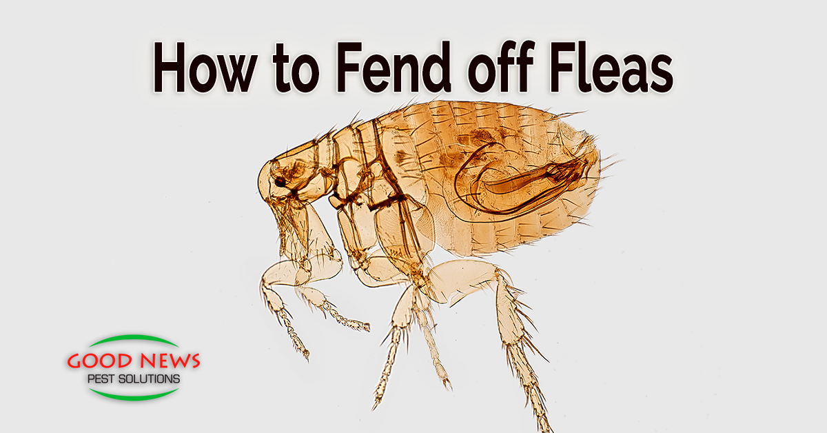 How To Fend Off Fleas Pest Control In Venice Fl Good News Pest