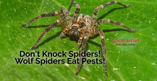 Do Spiders Eat Mosquitoes? · ExtermPRO
