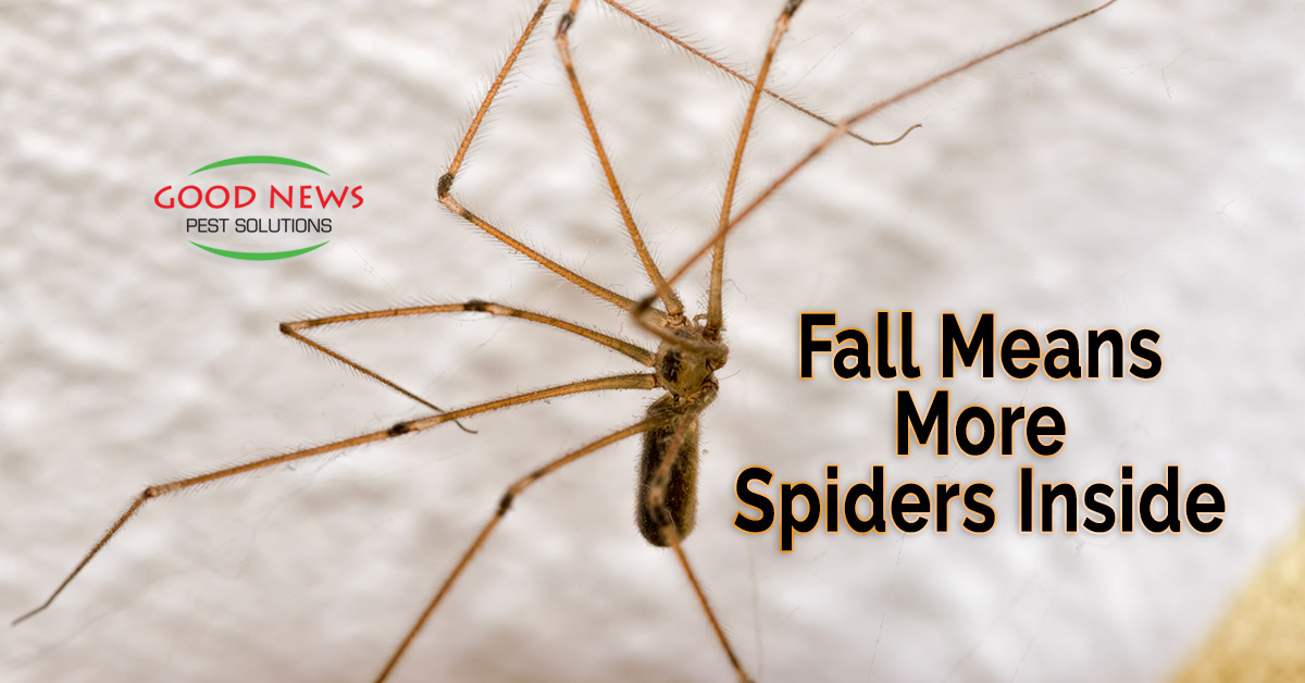 Fall Means More Spiders Inside