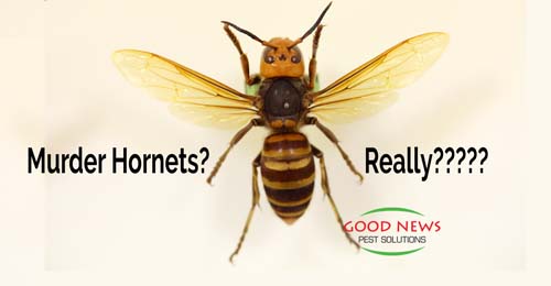 Murder Hornets Really Pest Control In Venice Fl Good News Pest Solutions
