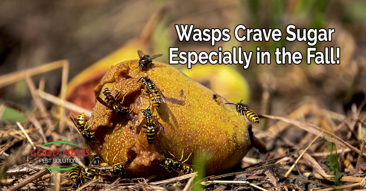 Wasps Crave Sugar – Especially in the Fall!