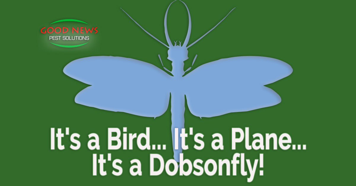 It's a Bird...It's a Plane...It's a Dobsonfly!