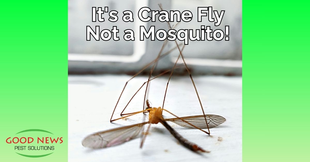 It's a Crane Fly – Not a Mosquito!