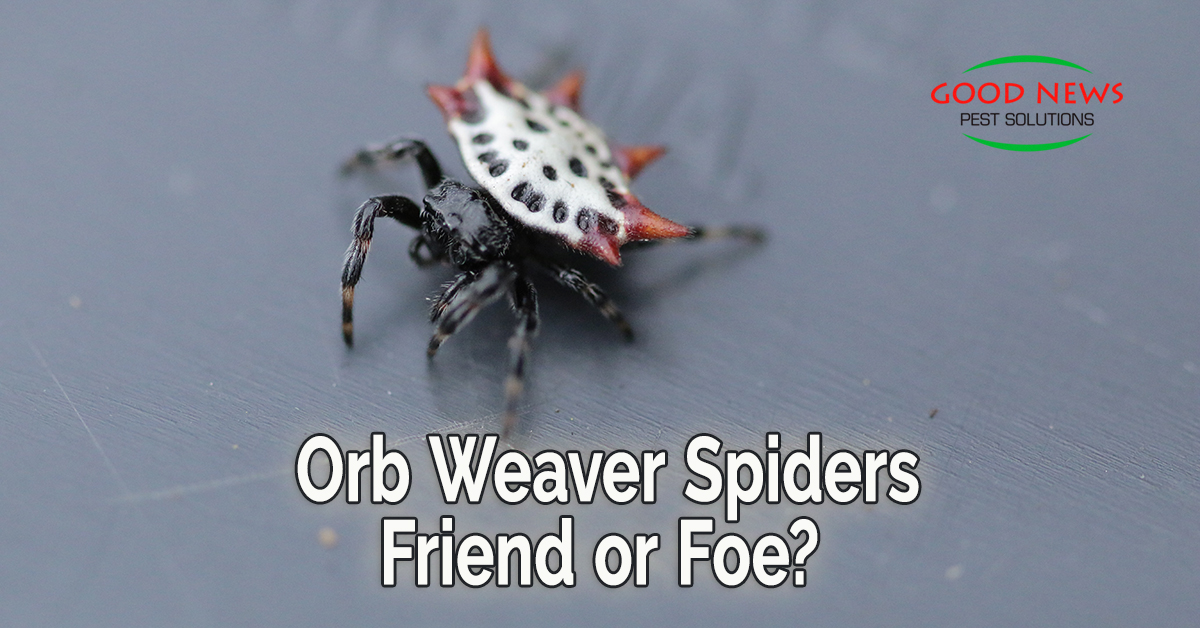 Are Orb Weaver Spiders Dangerous?