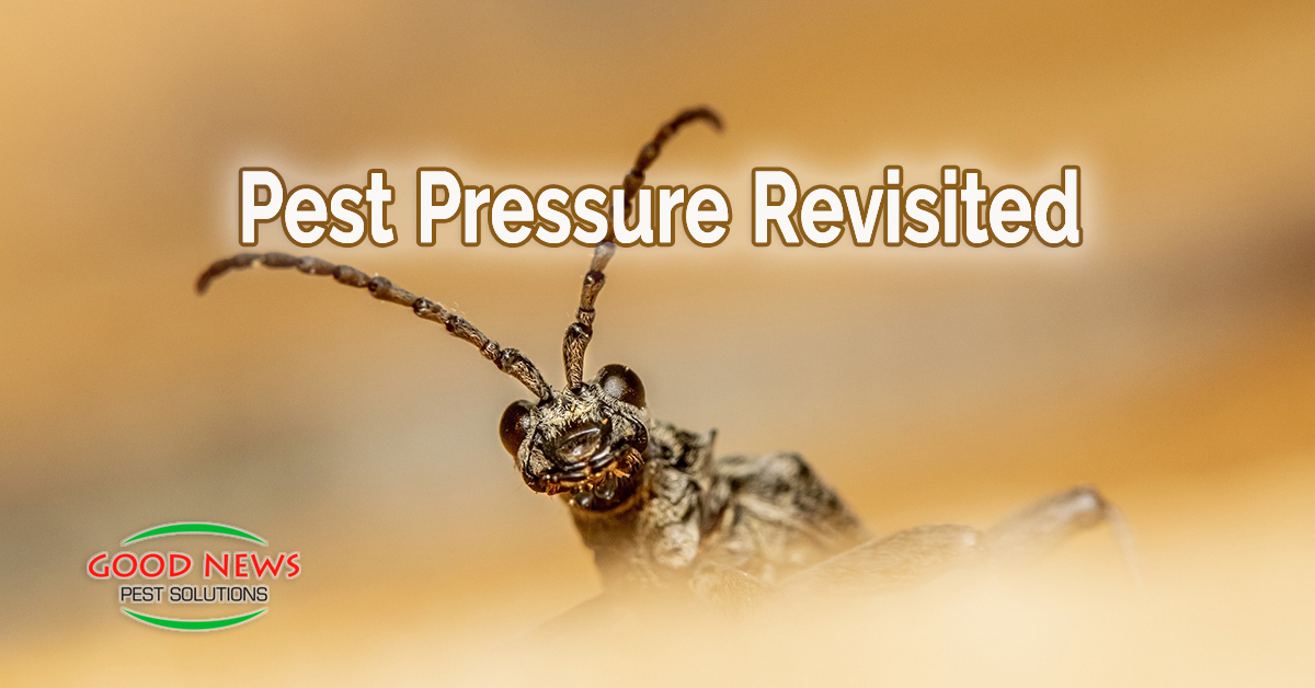 Pest Pressure Revisited