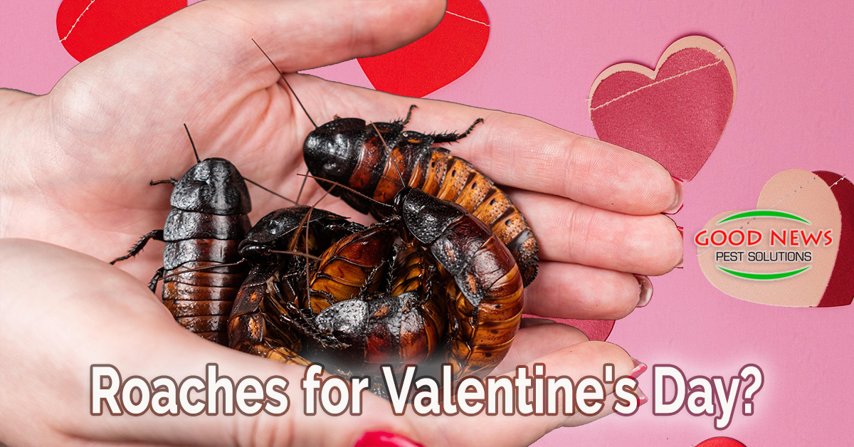 Roaches for Valentine's Day?