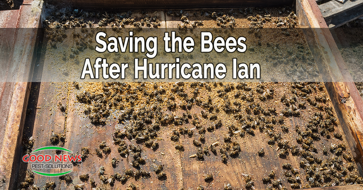 Saving The Bees!   Pest Control In Venice, FL | Good News Pest Solutions