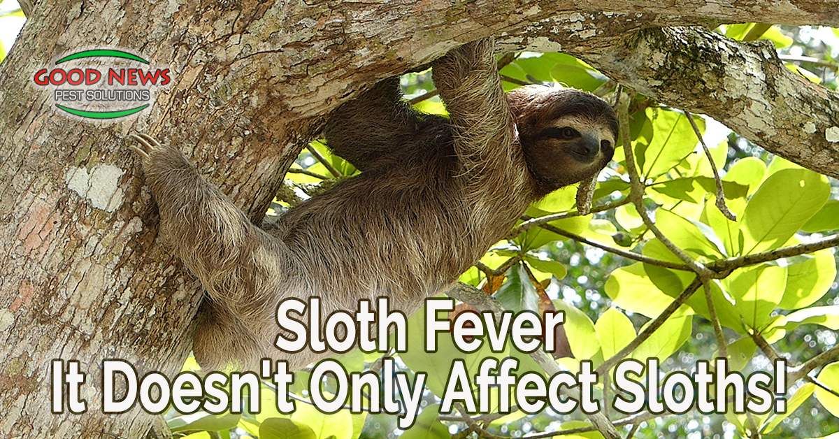 Sloth Fever - It Doesn't Only Affect Sloths!