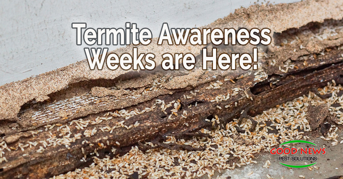 Termite Awareness Weeks are Here!                                            Week One