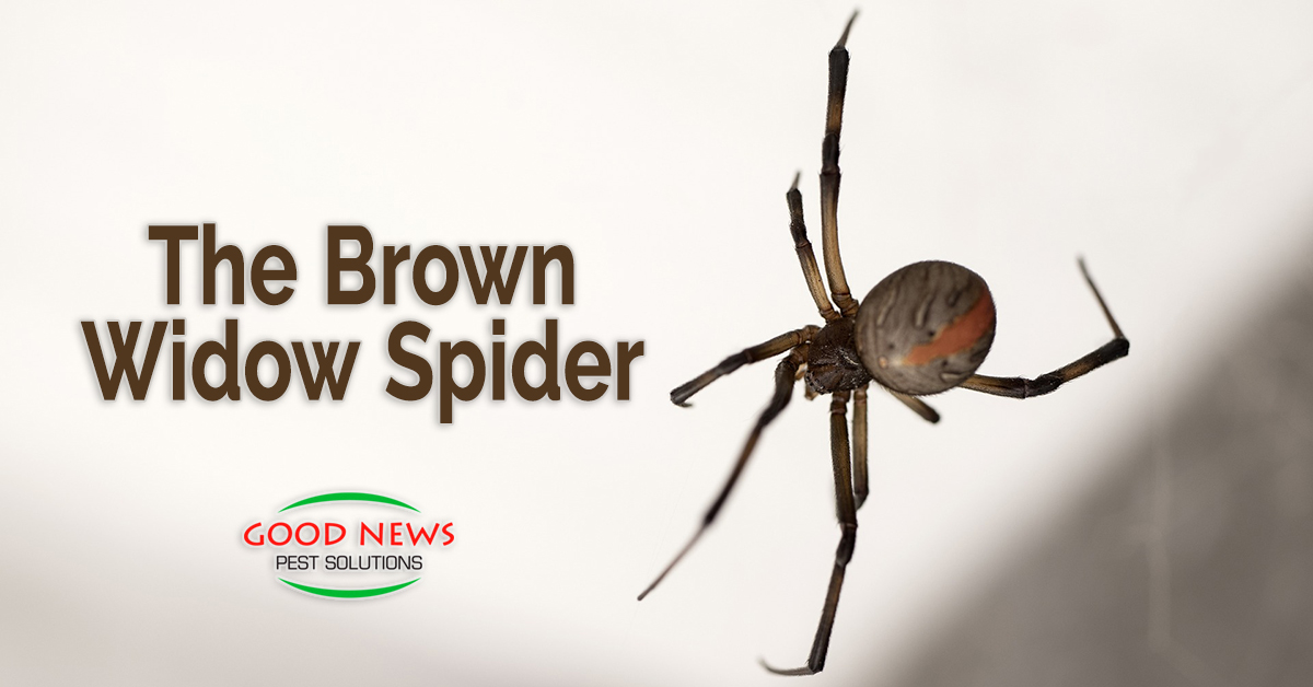 The Brown Widow Spider