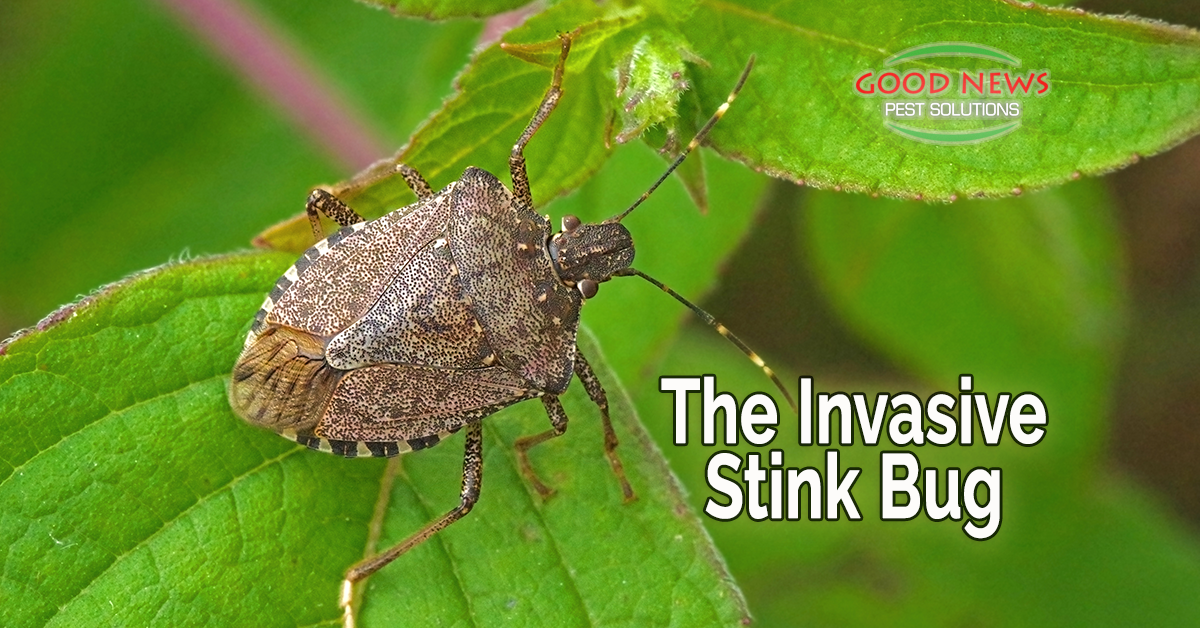 The Invasive Stink Bug - Pest Control in Venice, FL | Good News Pest ...