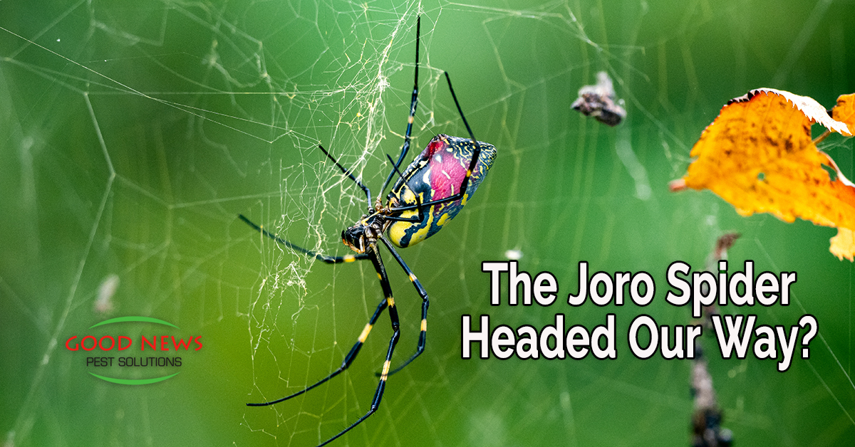 The Joro Spider - Headed Our Way?