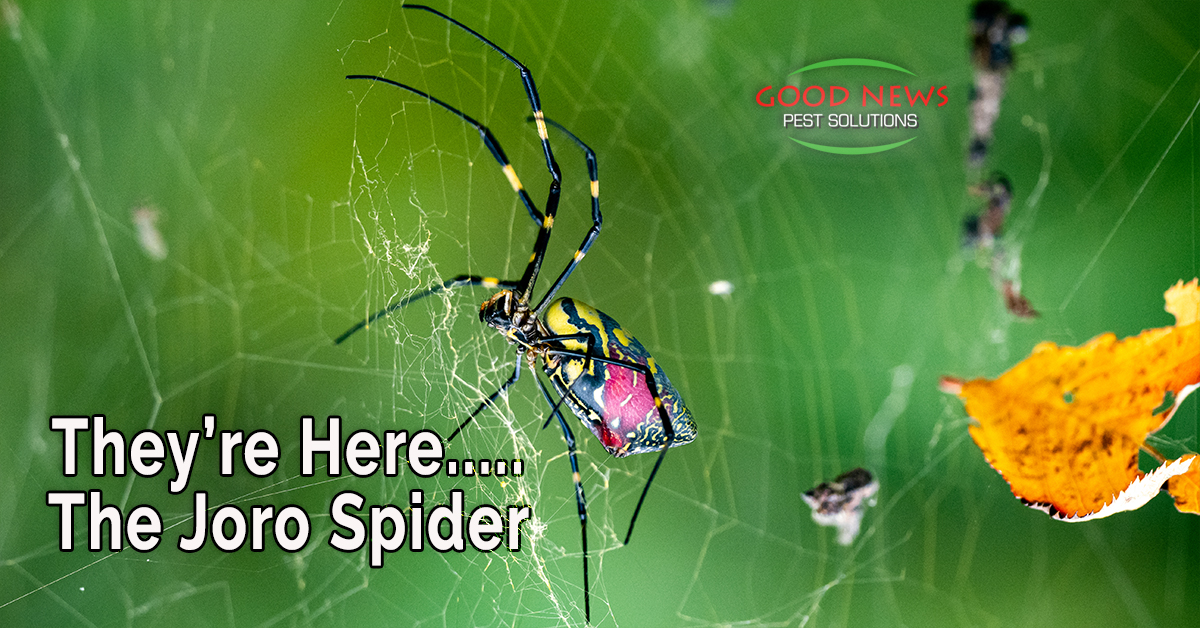 They're Here.... Joro Spiders Sighted!