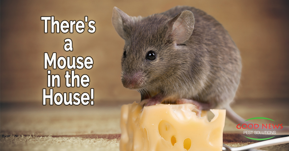 https://www.goodnewspestsolutions.com/upload/theres_a_mouse_in_the_house__fb.png