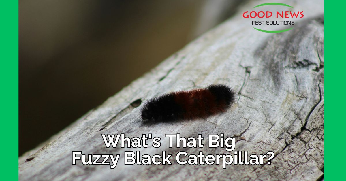 What's That Big Fuzzy Black Caterpillar??