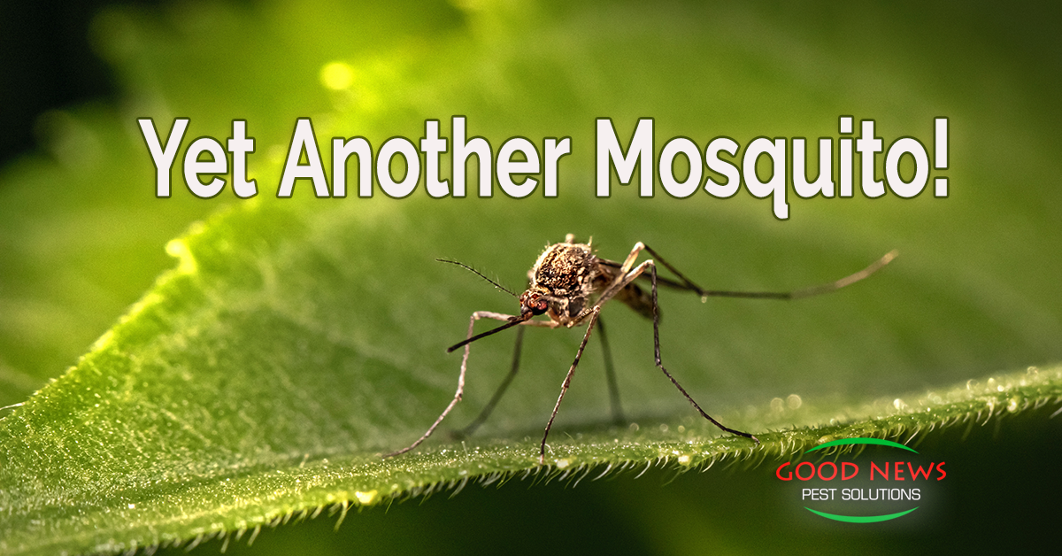 Yet Another Mosquito! - Pest Control In Venice, FL | Good News Pest ...